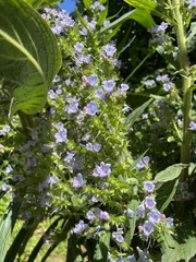 Echium pininana
