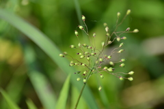 Dichanthelium praecocius