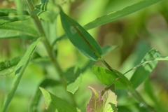 Dichanthelium praecocius