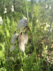 Eriophorum viridicarinatum