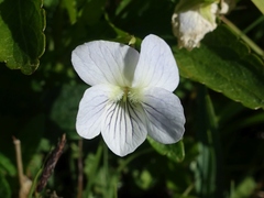 Viola stagnina
