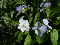 Viola stagnina