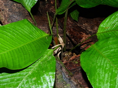 Monotagma contractum