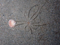 Halcampoides