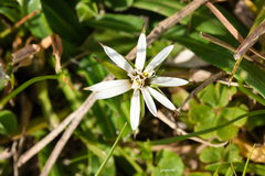 Chaptalia piloselloides