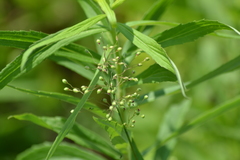 Dichanthelium praecocius