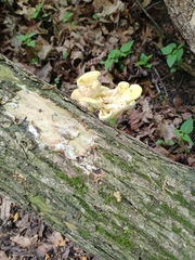 Pleurotus citrinopileatus