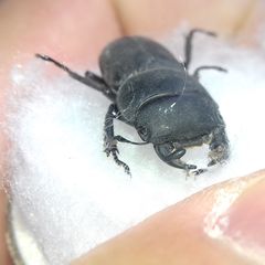 Dorcus parallelipipedus