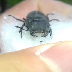 Dorcus parallelipipedus
