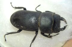 Dorcus parallelipipedus