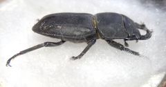 Dorcus parallelipipedus