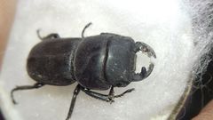 Dorcus parallelipipedus