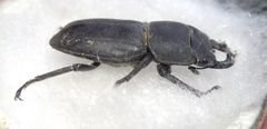 Dorcus parallelipipedus