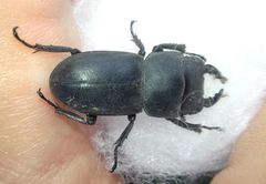 Dorcus parallelipipedus