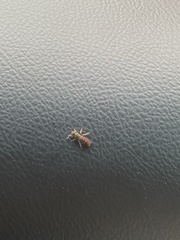 Insecta