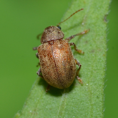Demotina modesta