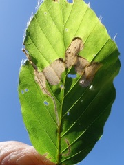 Orchestes fagi