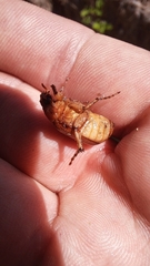 Rhizotrogus aestivus