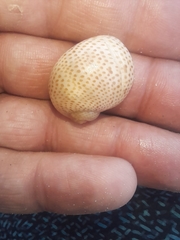 Naticarius stercusmuscarum