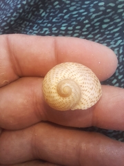 Naticarius stercusmuscarum