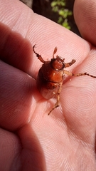 Rhizotrogus aestivus