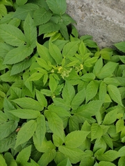 Aegopodium podagraria