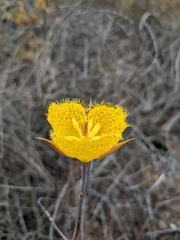 Calochortus weedii