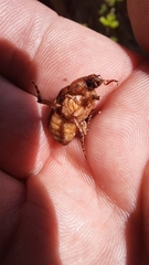 Rhizotrogus aestivus