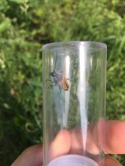 Trigonarthris proxima