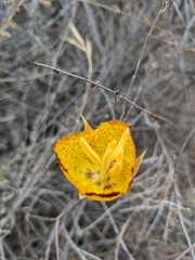 Calochortus weedii
