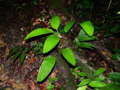 Monotagma contractum