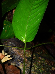 Monotagma contractum