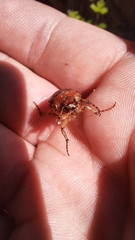 Rhizotrogus aestivus