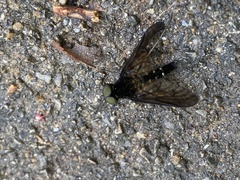 Chrysopilus connexus