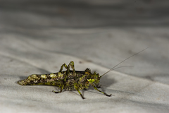 Trachyzulpha formosana