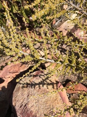 Aspalathus granulata