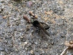 Chrysopilus connexus