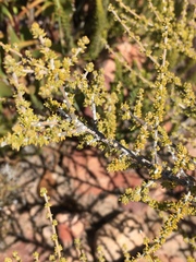 Aspalathus granulata