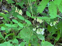 Lathyrus ochroleucus