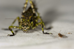 Trachyzulpha formosana