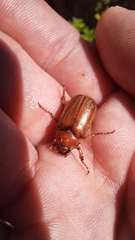 Rhizotrogus aestivus