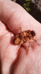 Rhizotrogus aestivus