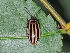 Kuschelina petaurista