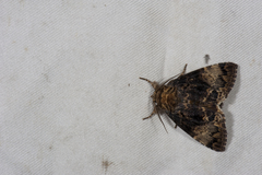 Disepholcia caerulea