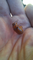 Rhizotrogus aestivus