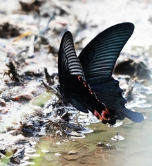 Papilio dialis