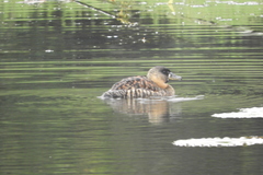 Thalassornis leuconotus