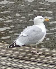 Larus argentatus