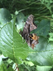 Nymphalini