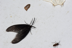 Gynautocera rubriscutellata